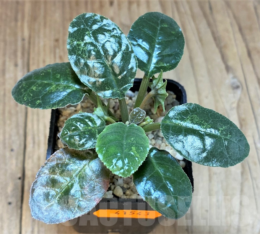 SHPR41543 Dorstenia foetida - Obrázek 3