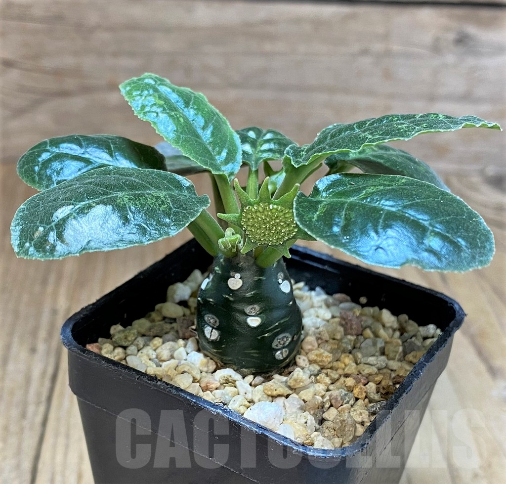 SHPR41543 Dorstenia foetida