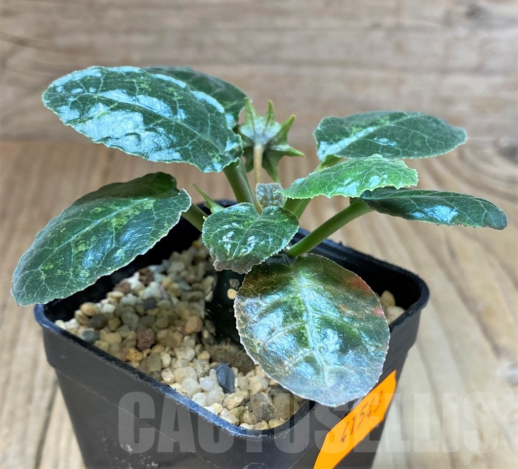 SHPR41543 Dorstenia foetida - Obrázek 2