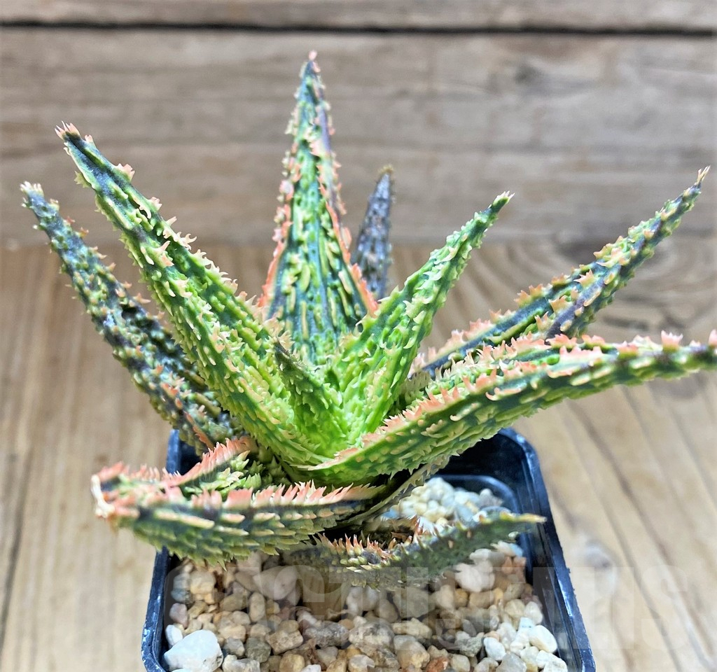 SHPR41510 Aloe hybrid