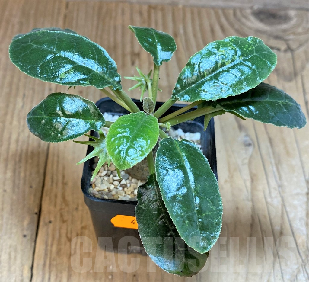 SHPR41545 Dorstenia hybrid f. variegata - Image 2