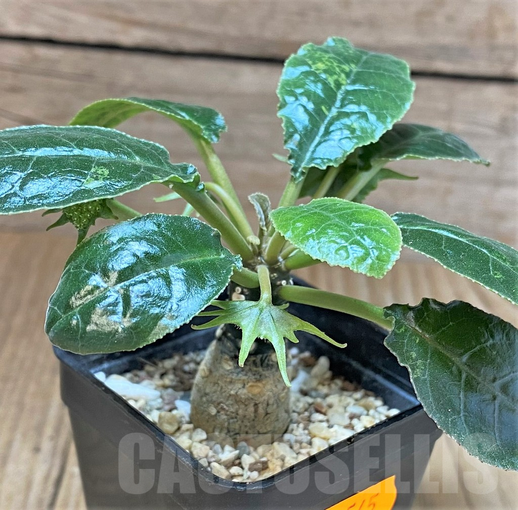 SHPR41545 Dorstenia hybrid f. variegata