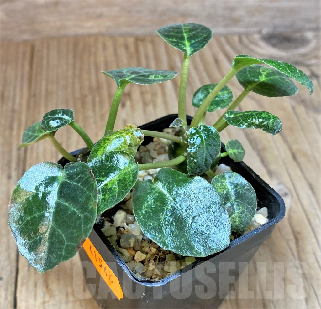 SHPR41546 Dorstenia foetida, 2 plants