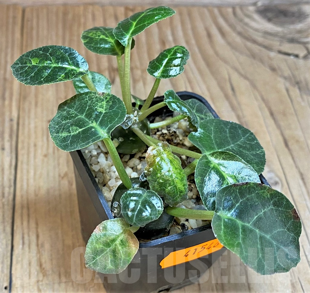 SHPR41546 Dorstenia foetida, 2 plants - Image 2