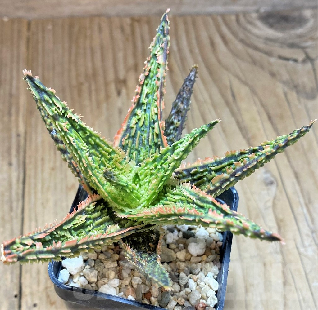 SHPR41510 Aloe hybrid – Bild 3