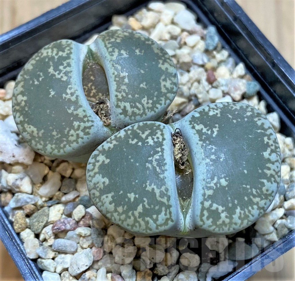 SHPR41547 Lithops lesliei v. venteri