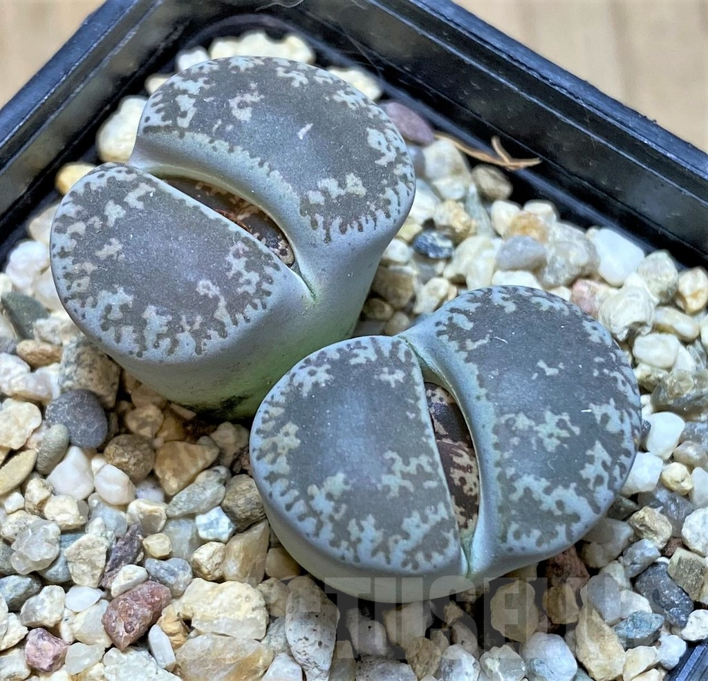 SHPR41548 Lithops lesliei v. venteri
