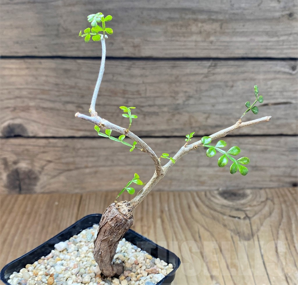 SHPR41549 Operculicarya pachypus