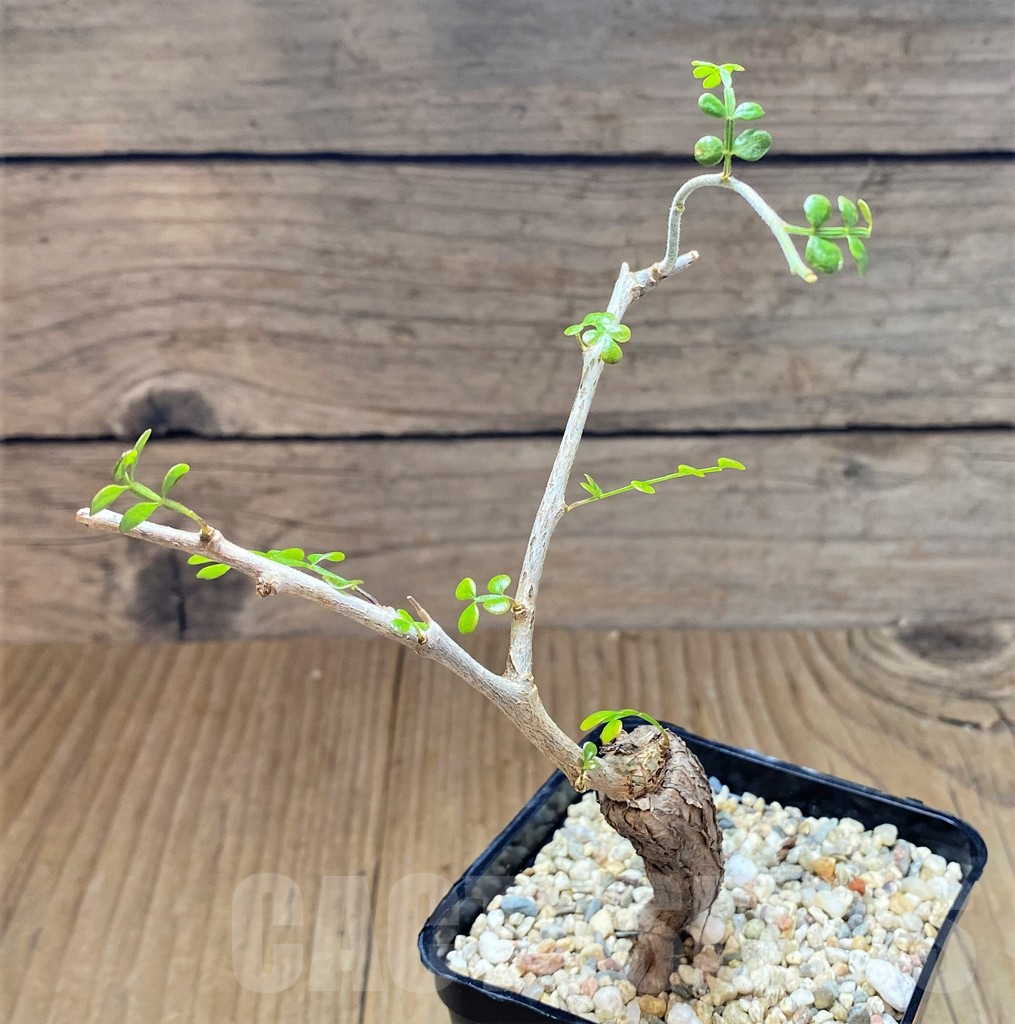 SHPR41549 Operculicarya pachypus - Obrázek 2