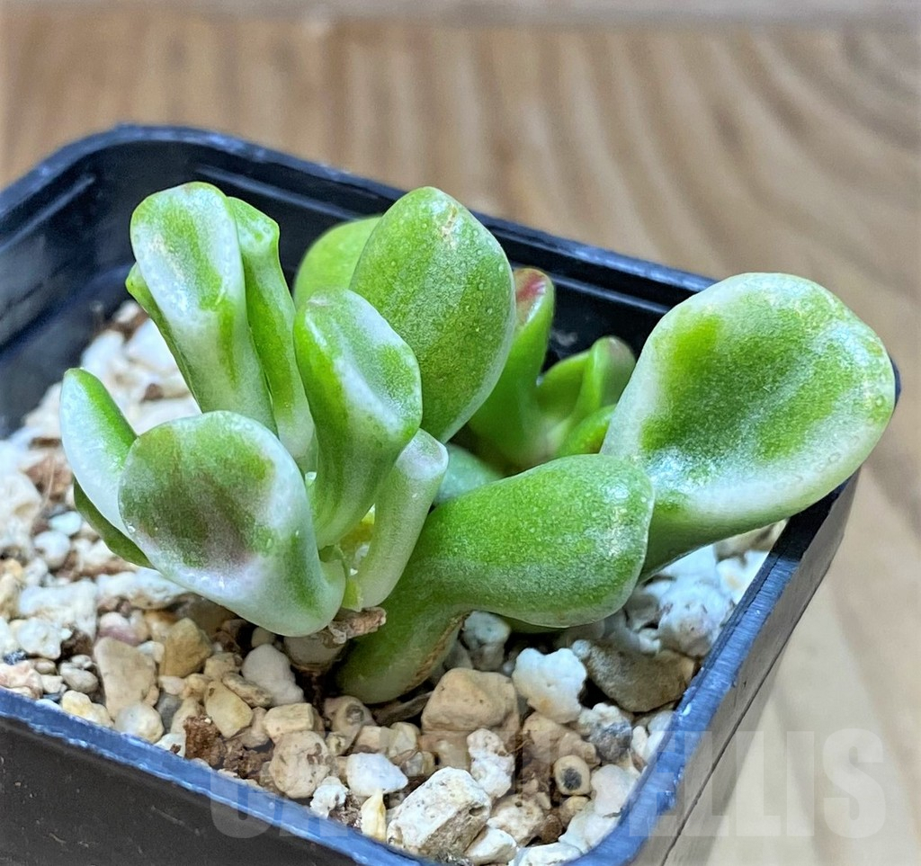 SHPR41551 Crassula 'Gollum' f. variegata