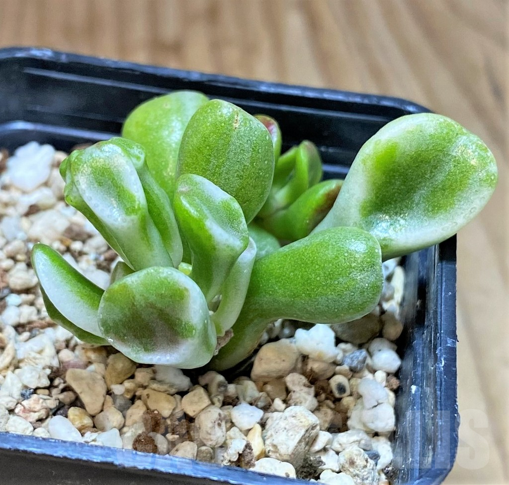 SHPR41551 Crassula 'Gollum' f. variegata – Image 2