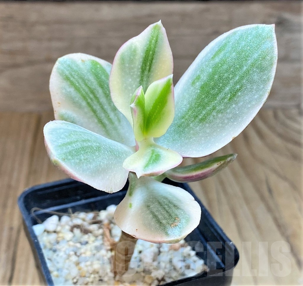 SHPR41552 Crassula ovata f. variegata