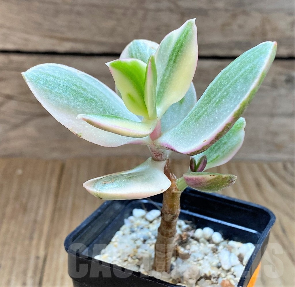 SHPR41552 Crassula ovata f. variegata - Зображення 2