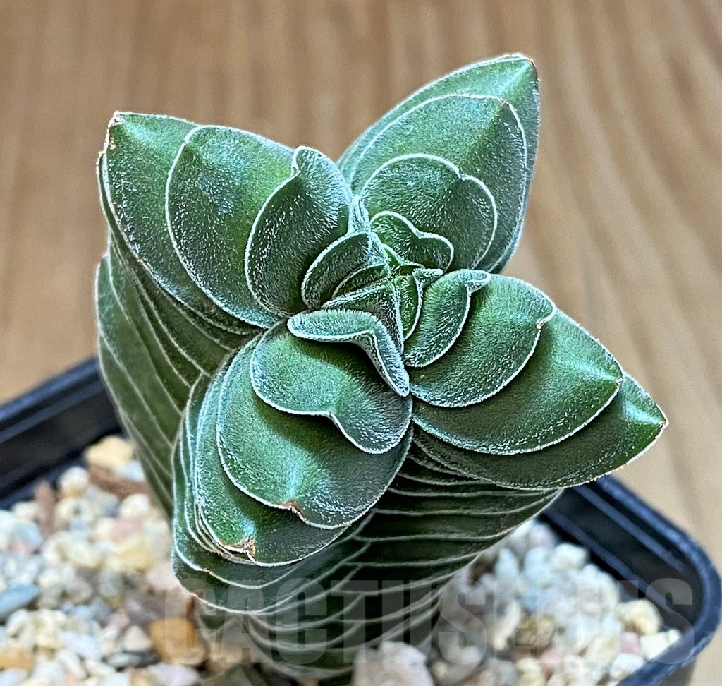 SHPR41554 Crassula 'Buddha's Temple'