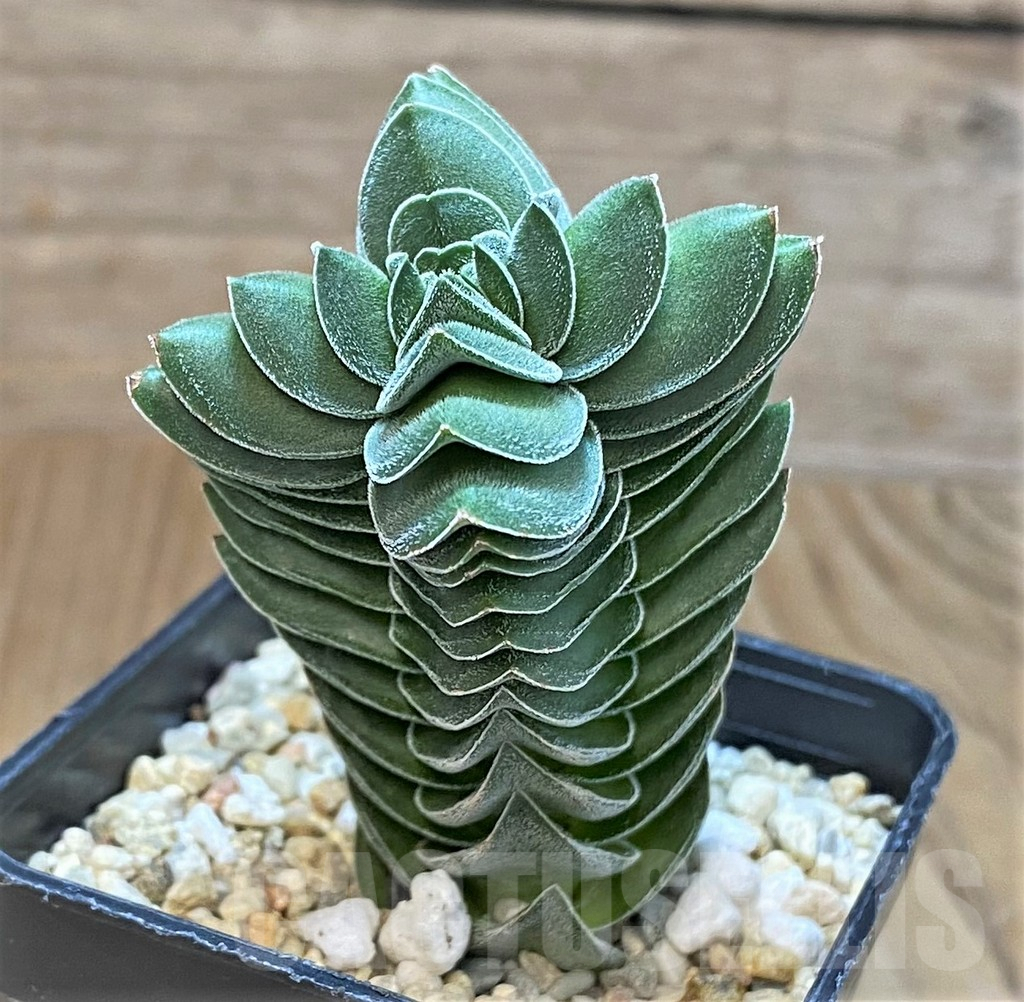 SHPR41554 Crassula 'Buddha's Temple' - Image 2