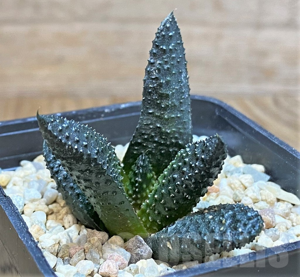 SHPR41511 Haworthia scabra - Image 2