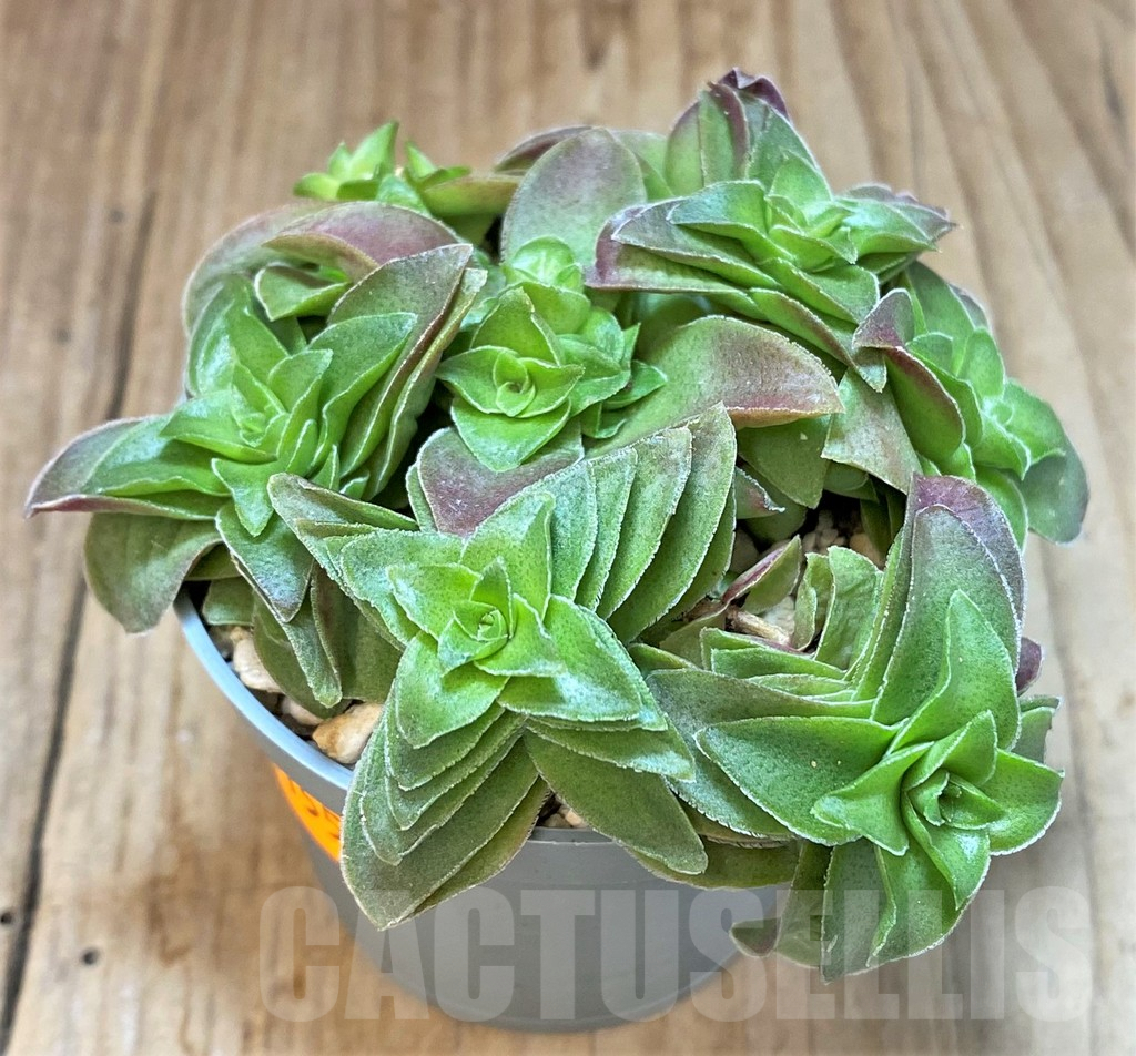 SHPR41555 Crassula capitella hybrid - Obrázek 2