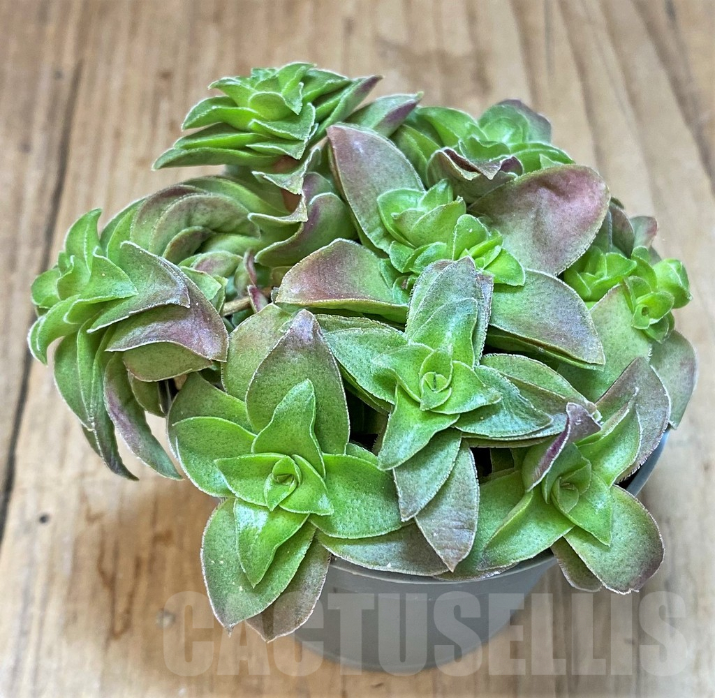 SHPR41555 Crassula capitella hybrid