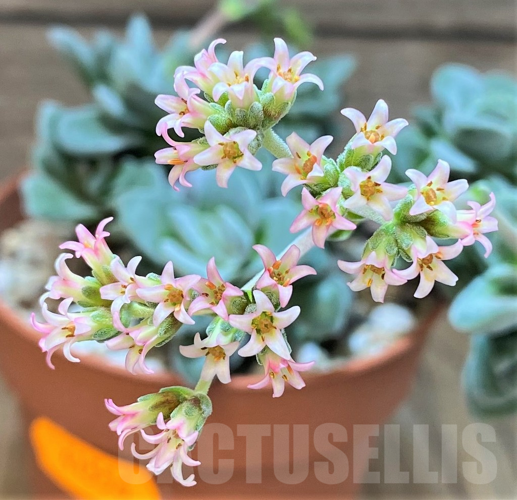 SHPR41556 Crassula sp.