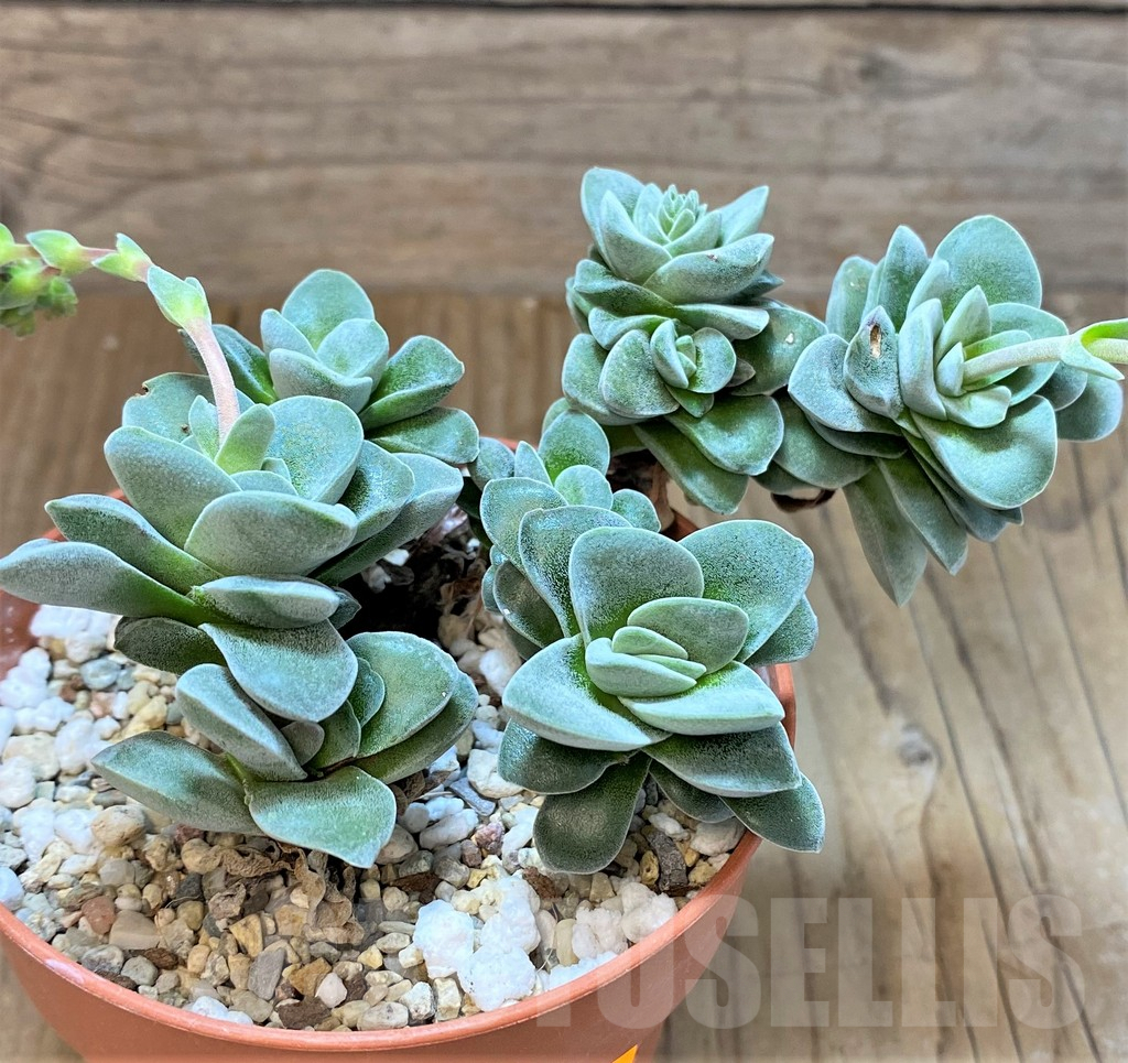 SHPR41556 Crassula sp. - immagine 3