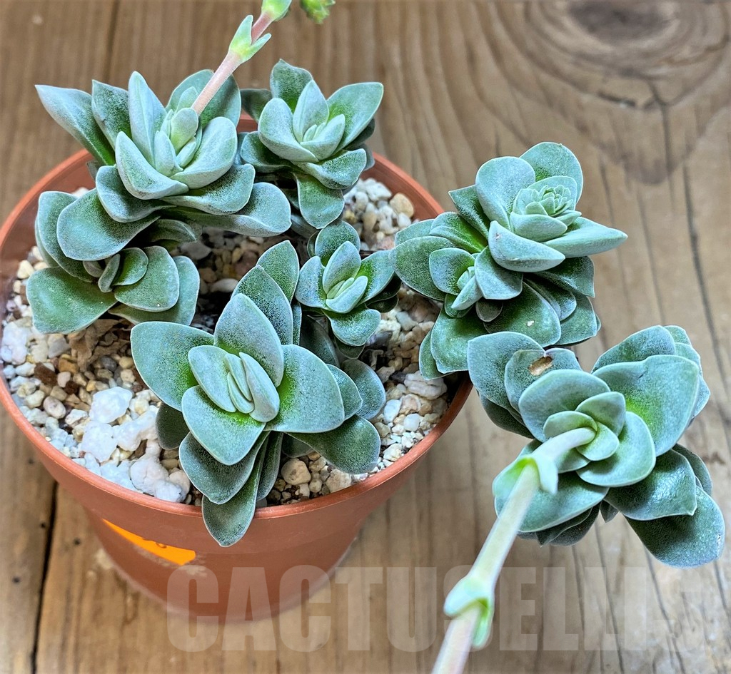 SHPR41556 Crassula sp. - immagine 2