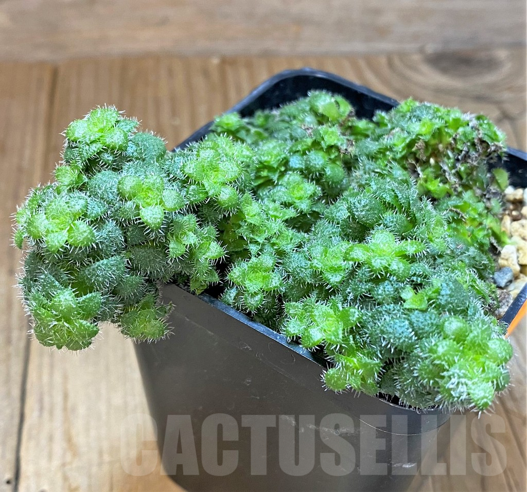 SHPR41557 Crassula setulosa