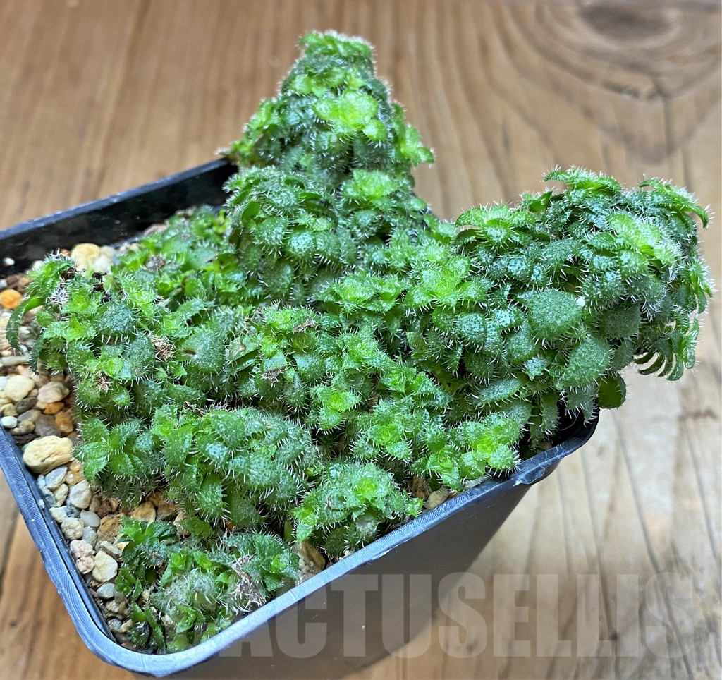 SHPR41557 Crassula setulosa - Image 2