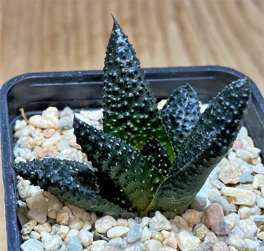 SHPR41511 Haworthia scabra