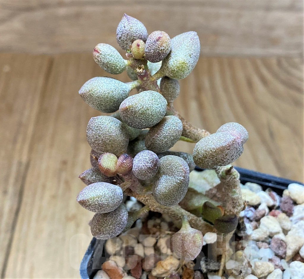 SHPR41558 Adromischus marianiae 'Little Spheroid' - Obrázek 3