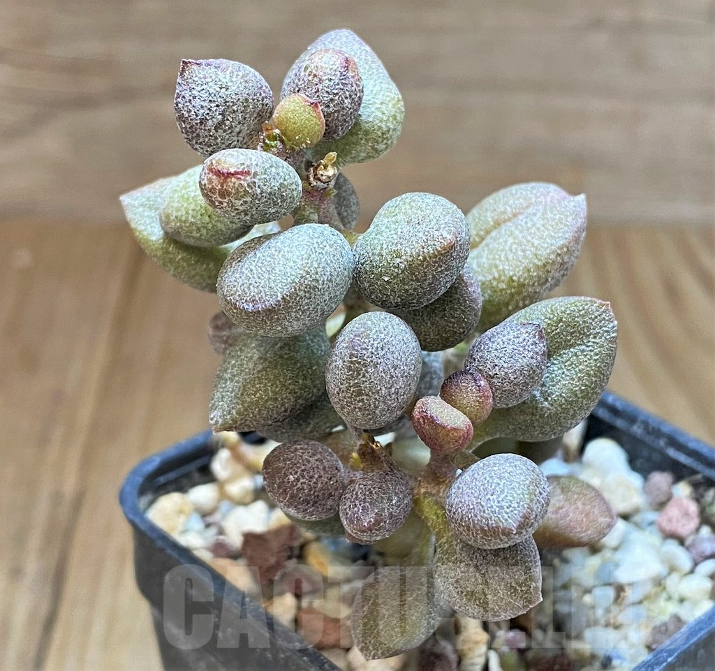 SHPR41558 Adromischus marianiae 'Little Spheroid'