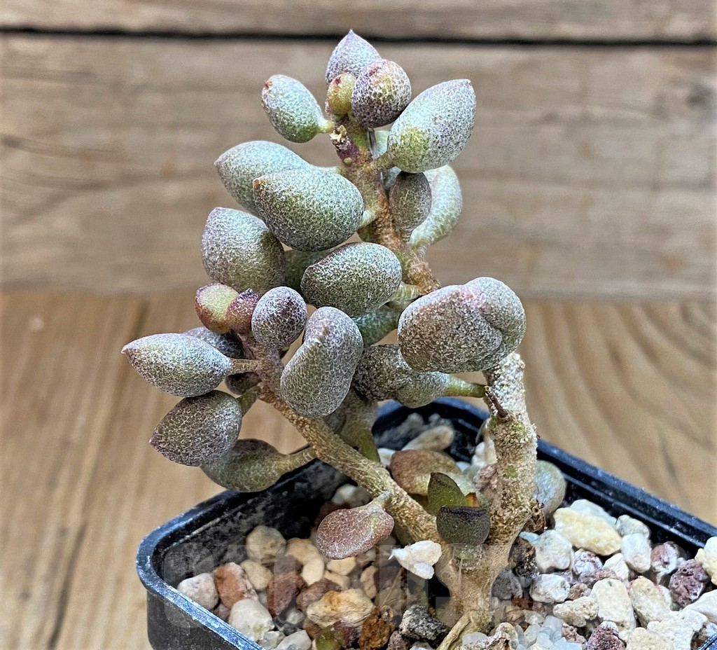 SHPR41558 Adromischus marianiae 'Little Spheroid' - Obrázek 2