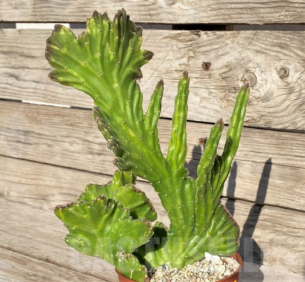 SHPR41562 Stapelia leendertziae f. cristata - Obrázek 2