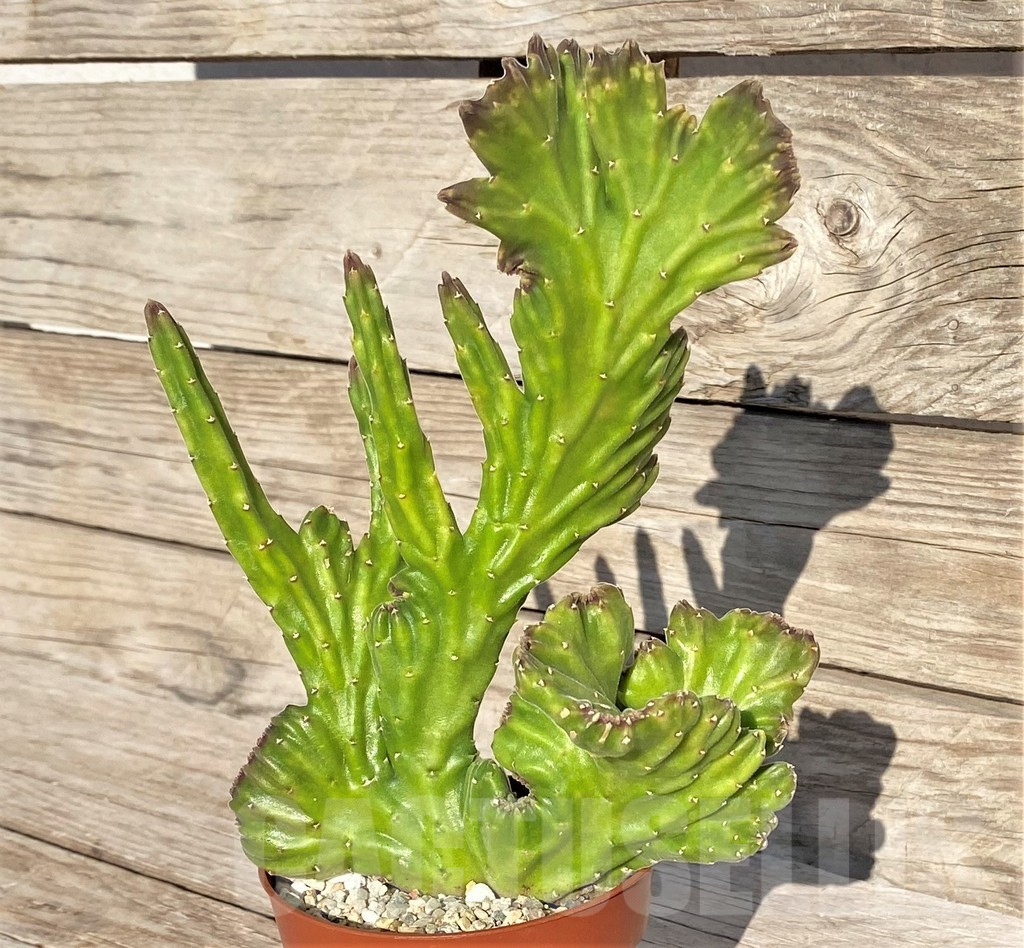 SHPR41562 Stapelia leendertziae f. cristata