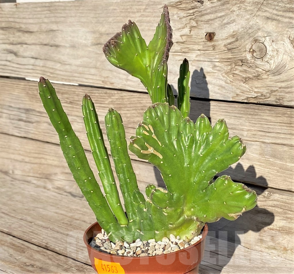 SHPR41563 Stapelia leendertziae f. cristata