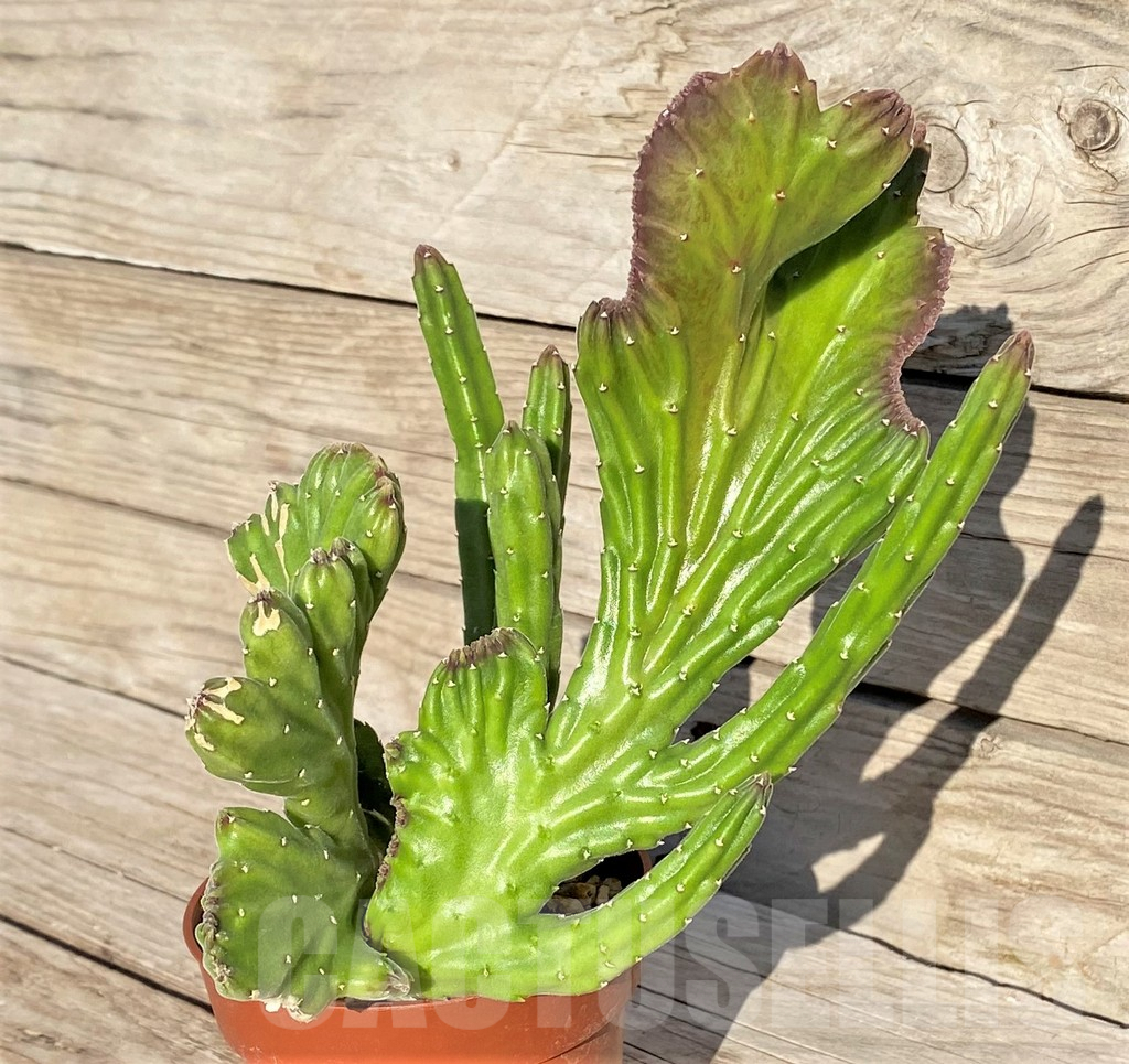 SHPR41563 Stapelia leendertziae f. cristata - Obrázek 2