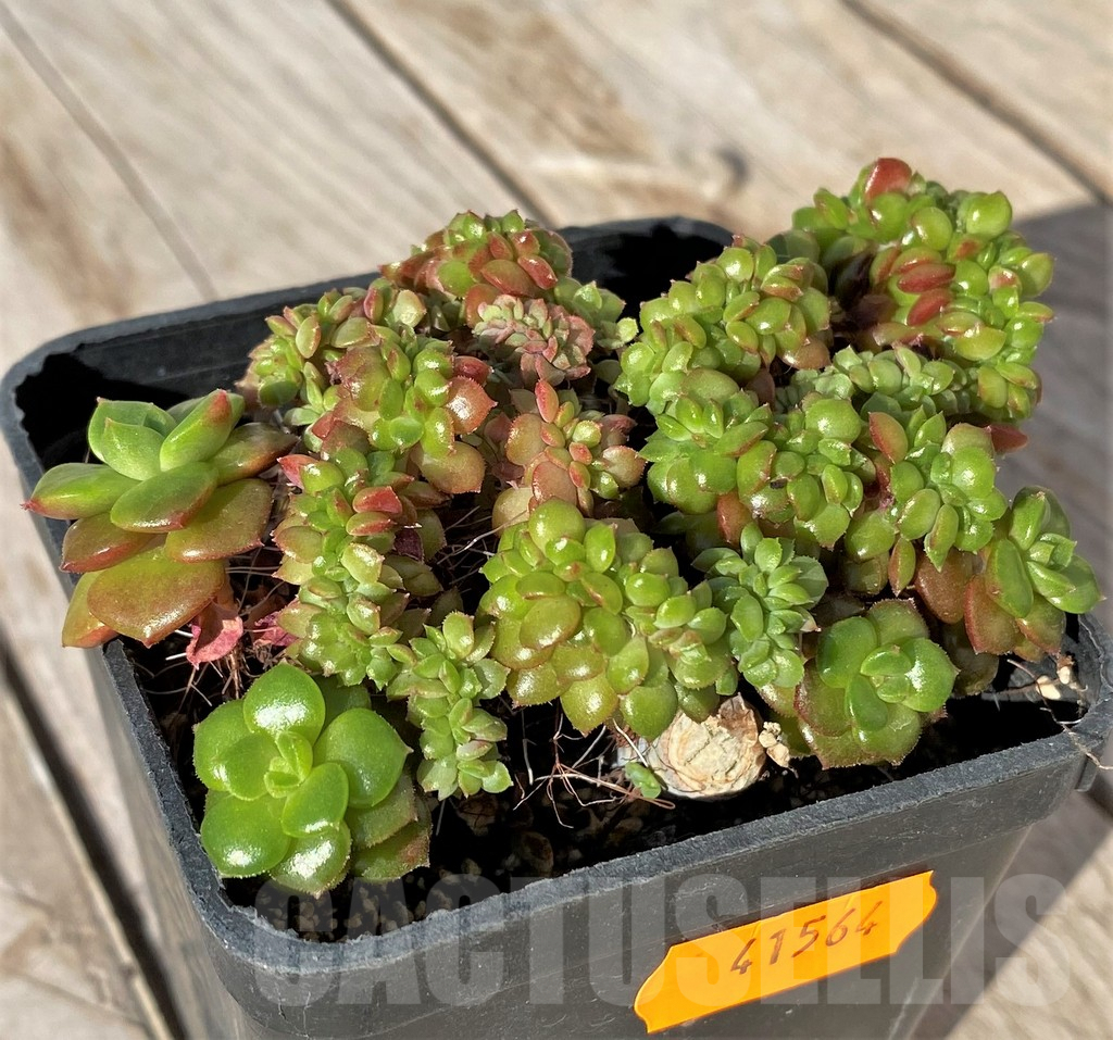 SHPR41564 Echeveria letizia f. cristata - immagine 2