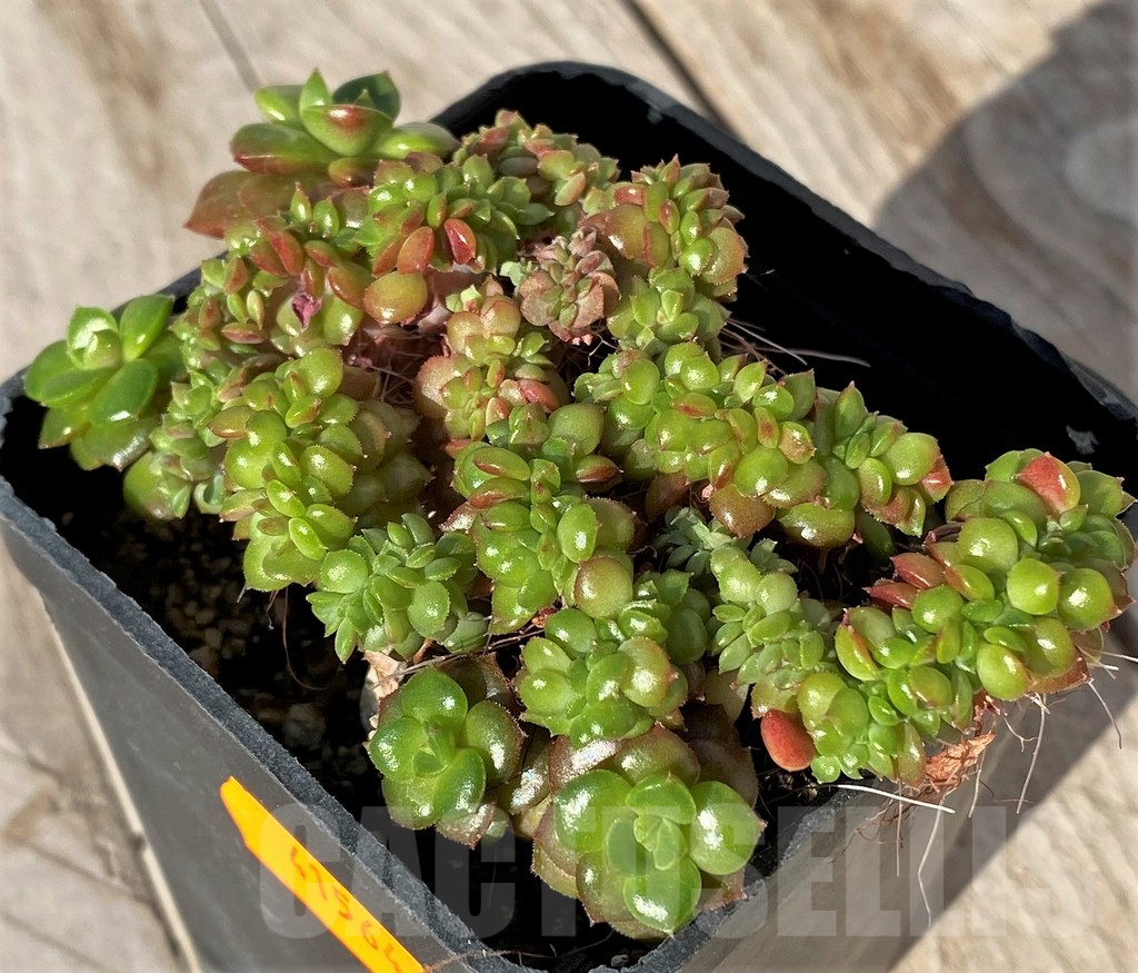 SHPR41564 Echeveria letizia f. cristata