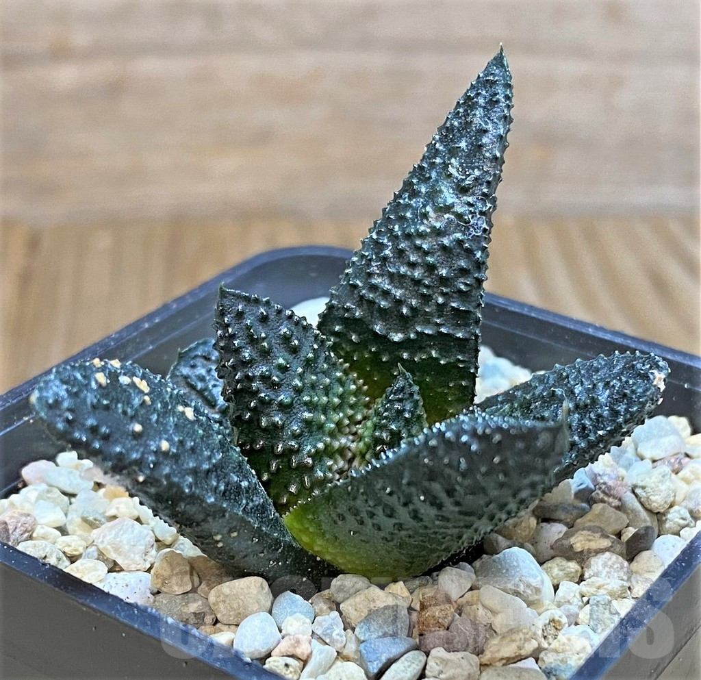SHPR41512 Haworthia scabra - Image 2