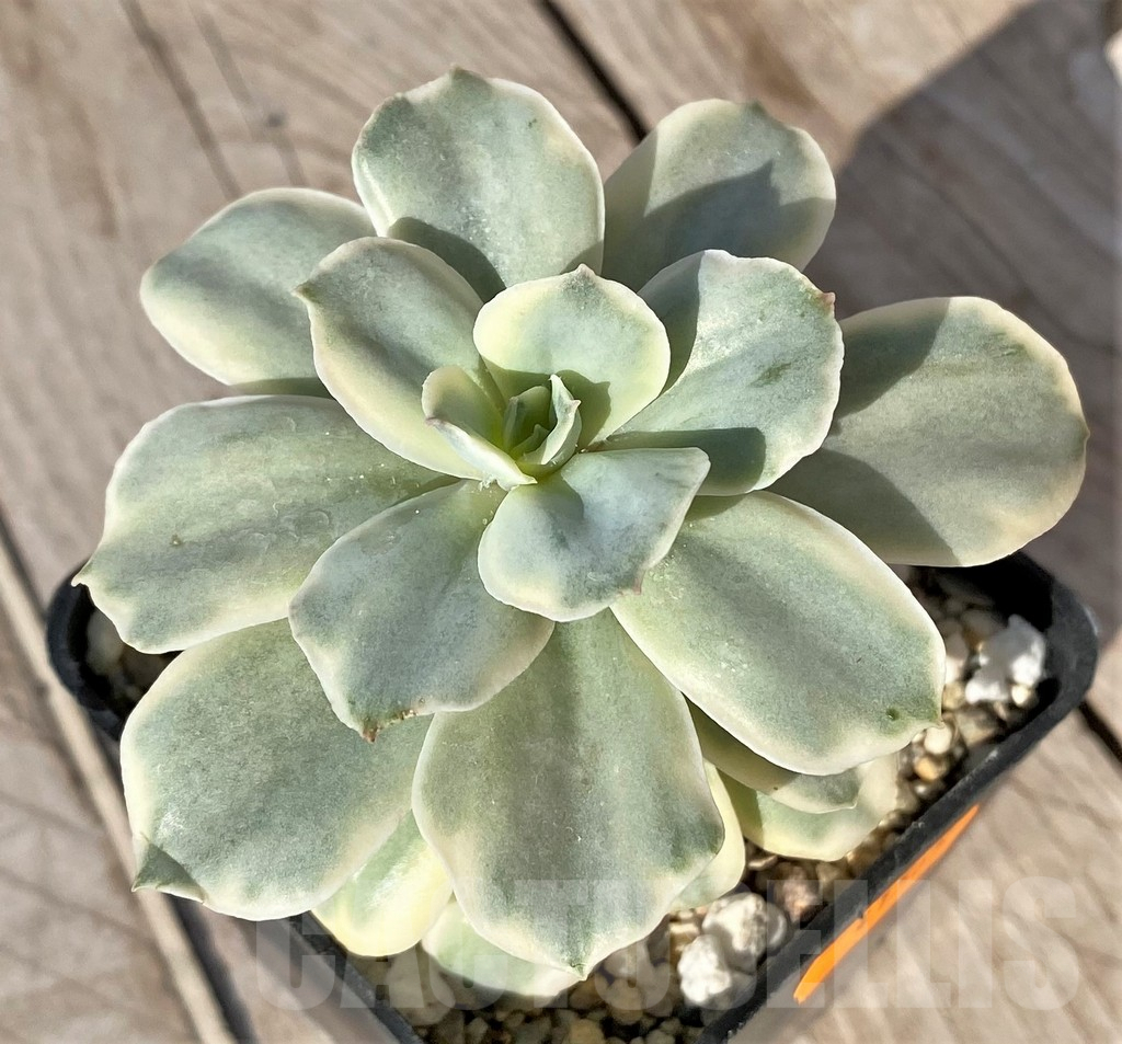 SHPR41565 Echeveria ‘Moon River’ f. variegata