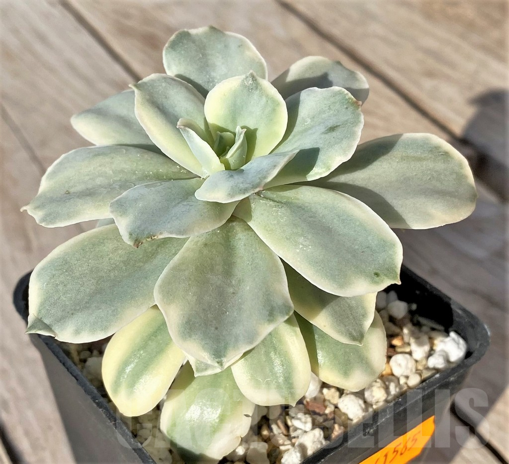 SHPR41565 Echeveria ‘Moon River’ f. variegata - Image 2