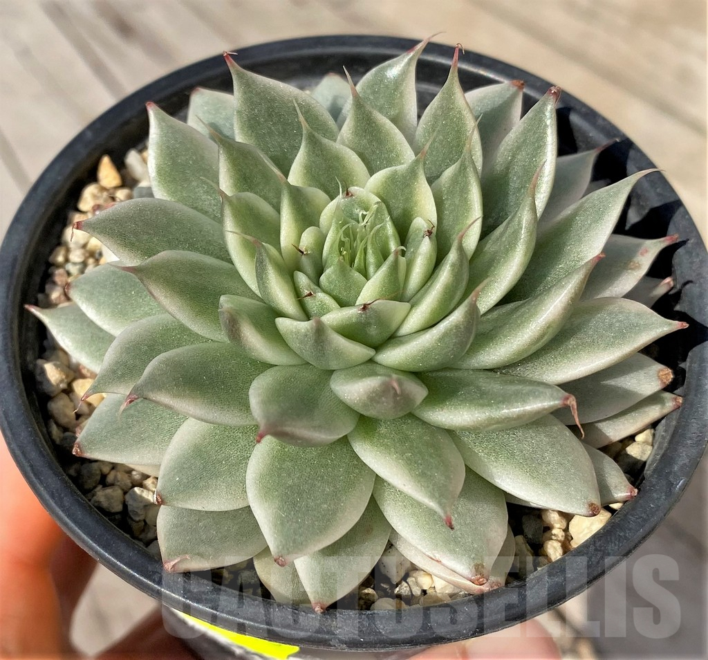 SHPR41566 Echeveria 'Silver star brocade'