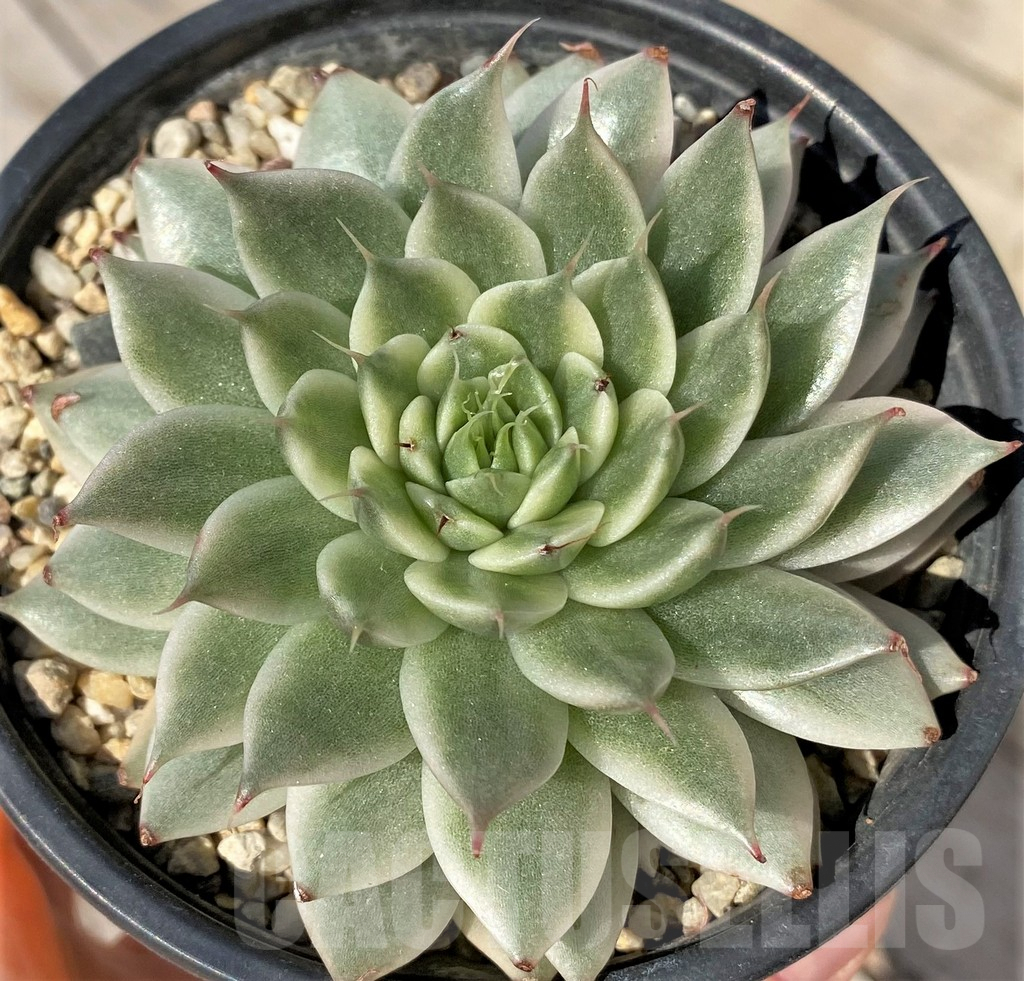 SHPR41566 Echeveria 'Silver star brocade' - Image 2