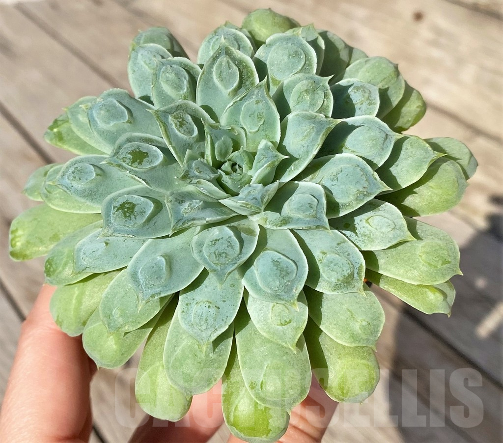 SHPR41567 Echeveria elegans ‘Rose with bomps’ - Imagen 2