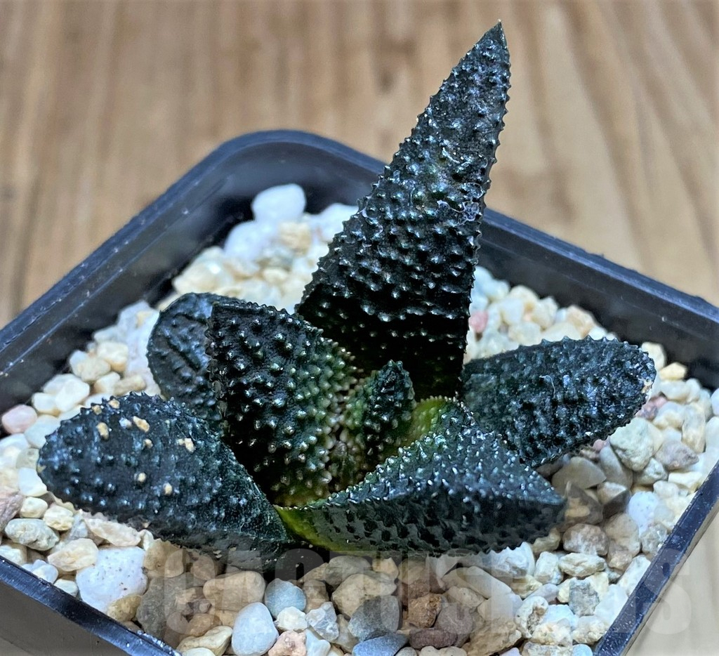 SHPR41512 Haworthia scabra