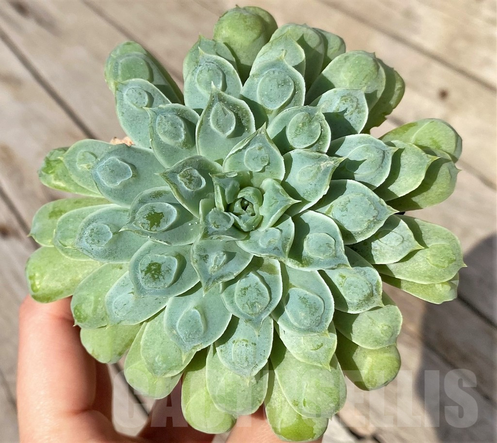 SHPR41567 Echeveria elegans ‘Rose with bomps’