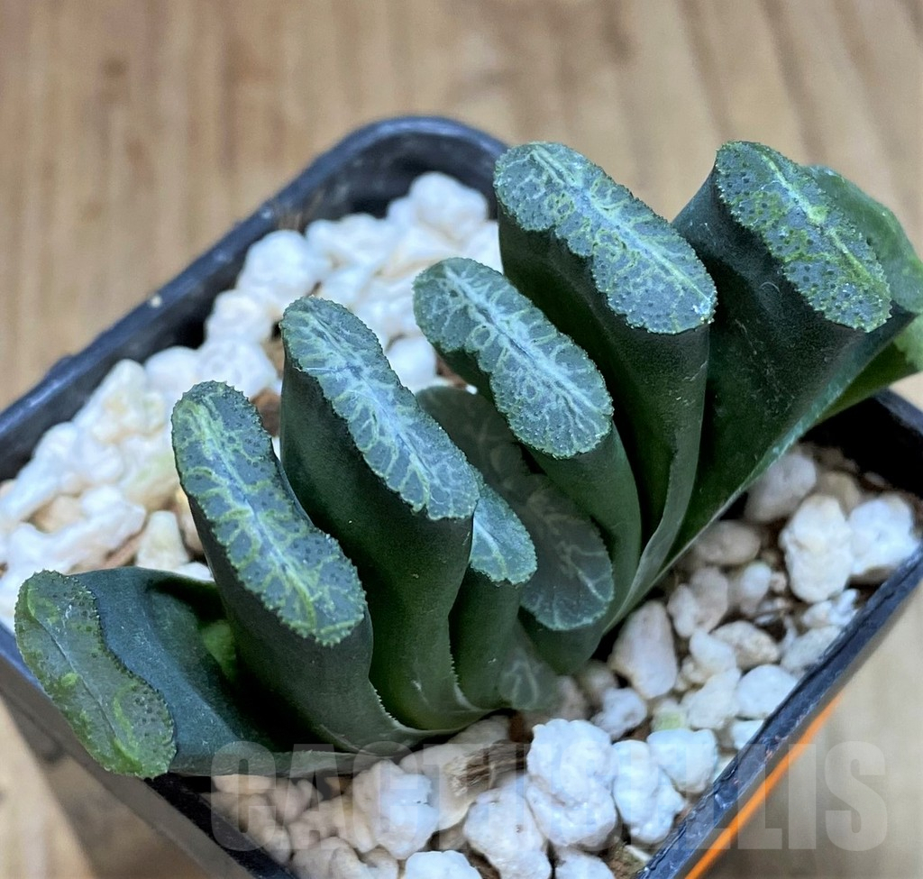 SHPR41518 Haworthia truncata -Japan-