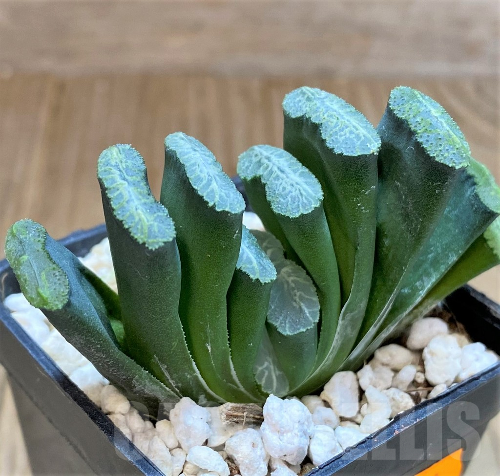 SHPR41518 Haworthia truncata -Japan- - Imagen 2