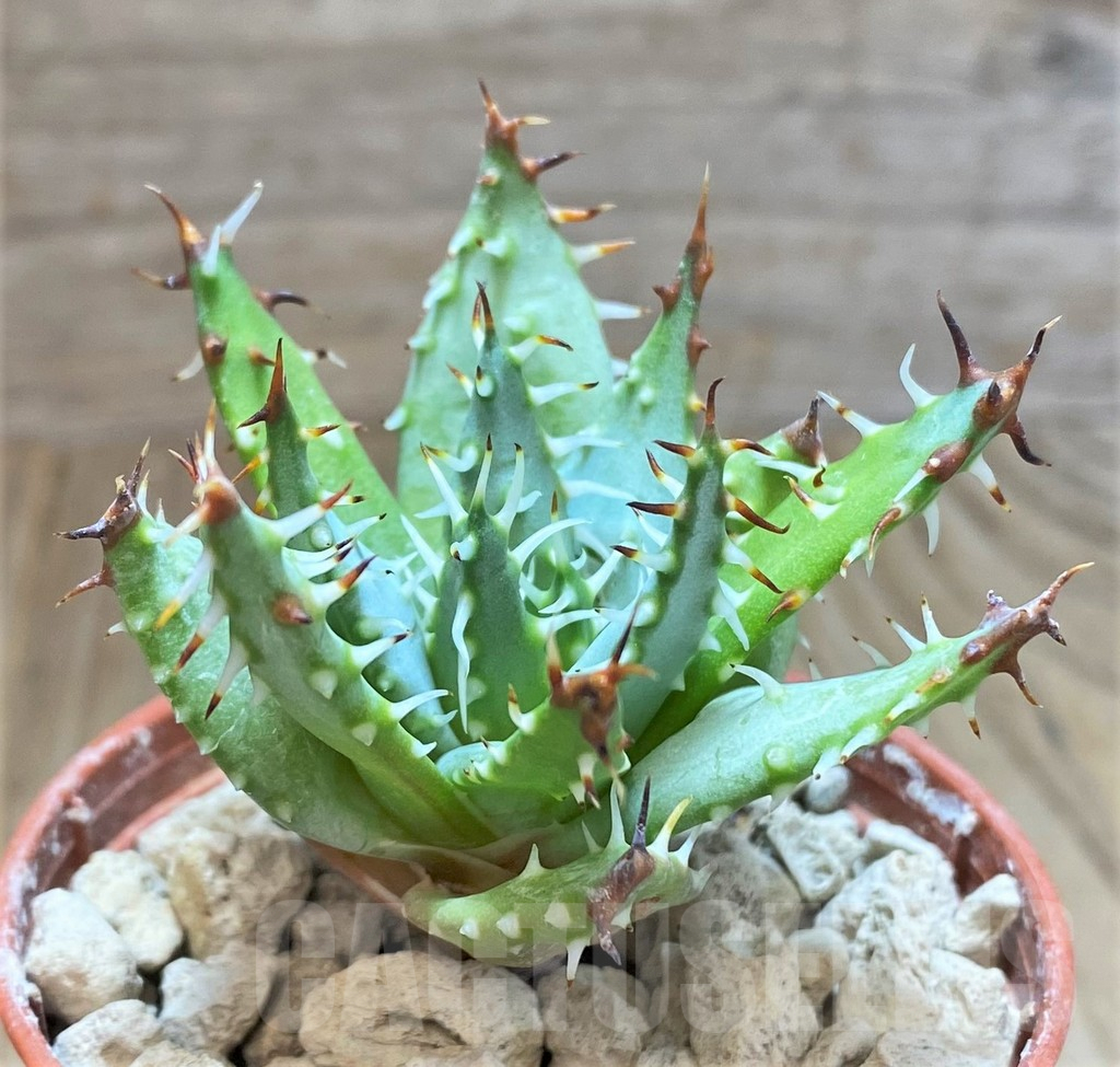 SHPR41508 Aloe erinacea