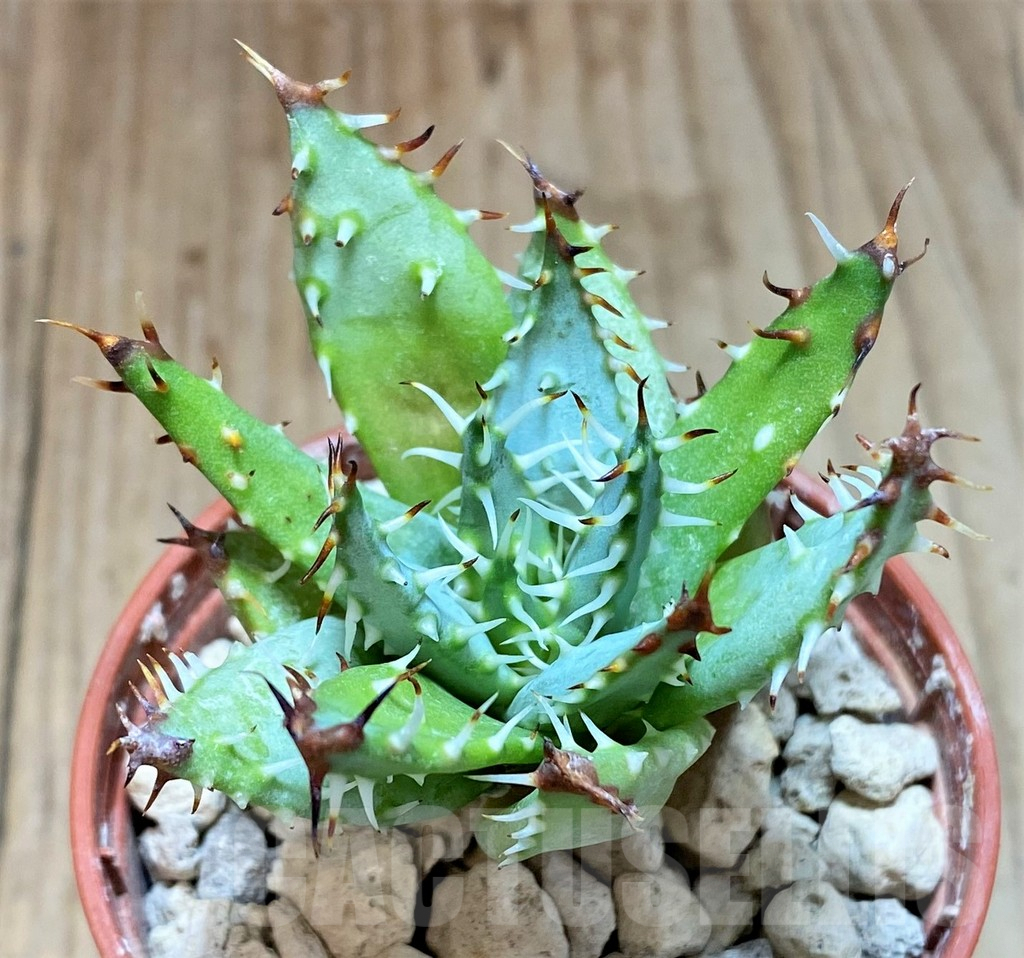 SHPR41508 Aloe erinacea - Image 2