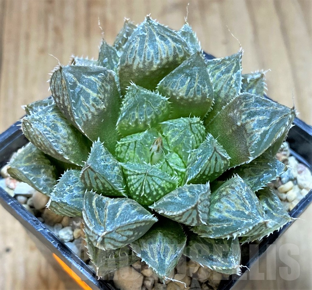 SHPR41525 Haworthia 'Mirror Ball' - Image 2